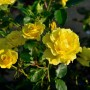 Gelbe Floribundarose Friesia im Garten, ca. 30-60cm hoch.