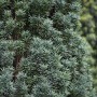 Detailaufnahme der Säulen-Eibe Taxus baccata 'Fastigiata Robusta', einer immergrünen Heckenpflanze.