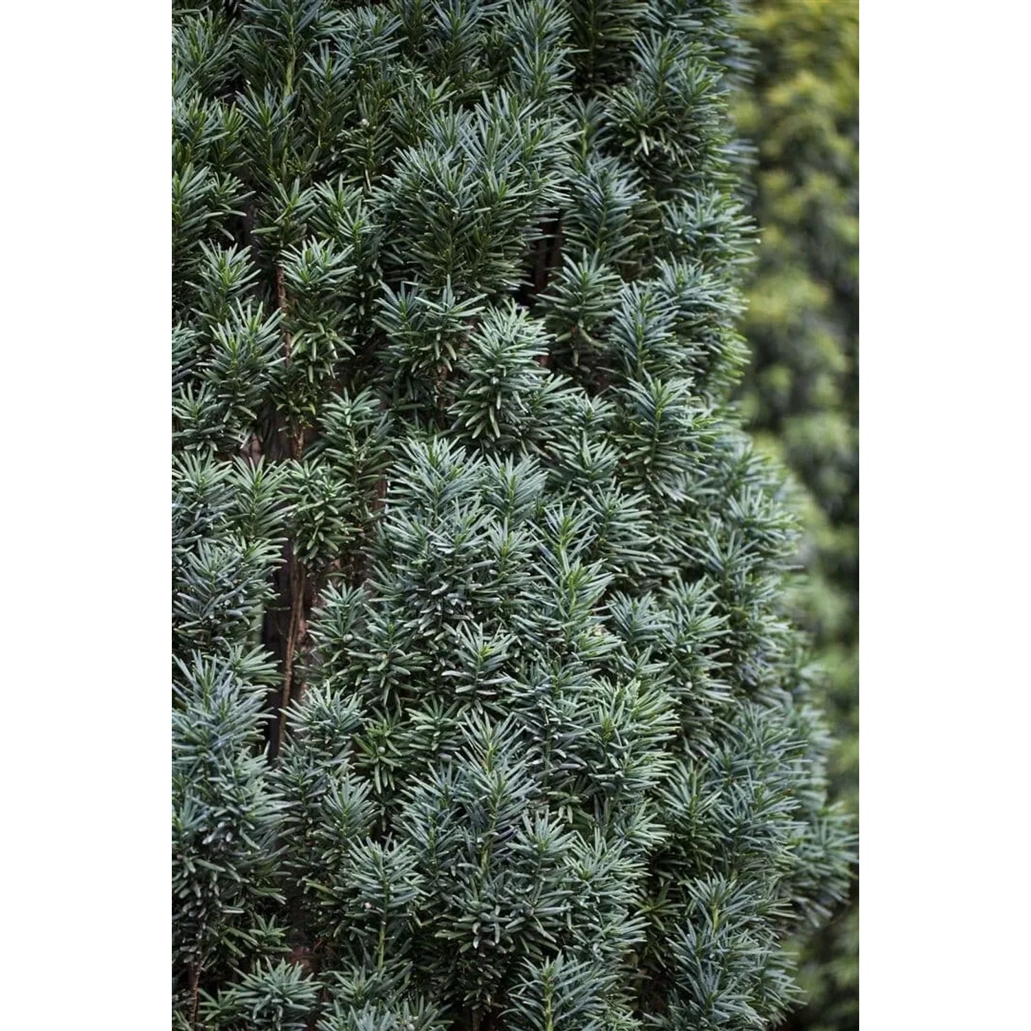 Detailaufnahme der Säulen-Eibe Taxus baccata 'Fastigiata Robusta', einer immergrünen Heckenpflanze.
