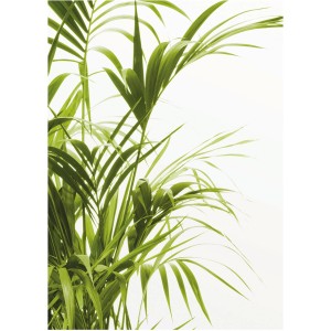 Komar Wandbild Reed Leaves, 30x40 cm, mit detailreichen, grünen Schilfblättern vor hellem Hintergrund.