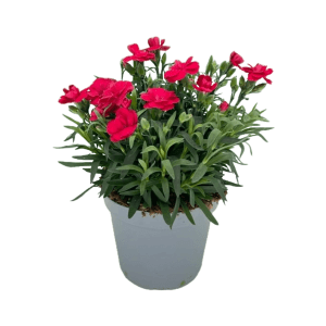 Rote GROW by OBI Nelke Oskar im Topf, ca. 30 cm hoch. Blühende Kübelpflanze mit grünen Blättern.