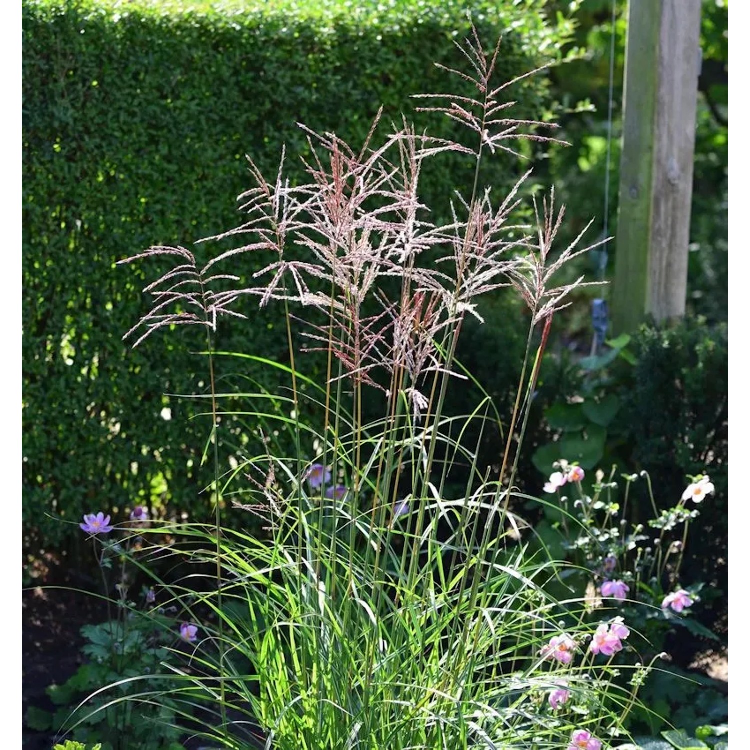Chinaschilf Ibiza - XXXL Topf - Miscanthus sinensis