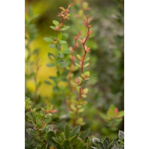 Detailaufnahme der Zwerg-Berberitze Berberis Buxifolia Nana mit grünen Blättern und roten Trieben.