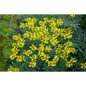 Weinraute (Ruta Graveolens) im 9x9 cm Topf mit gelben Blüten. Ideal für Kräutergärten.