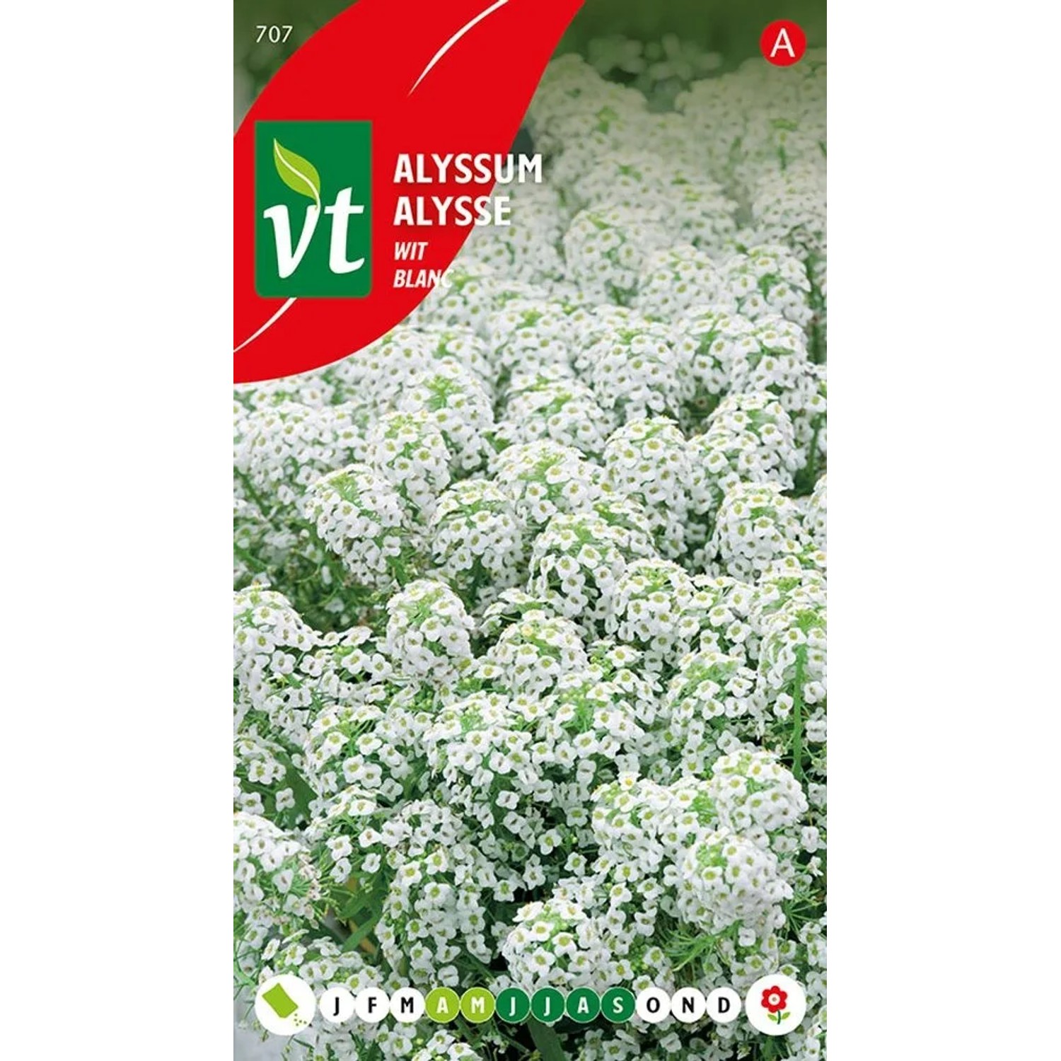 Steinkraut 'Teppich aus Schnee' Alyssum Ca. 0,5 g Niedriger Bodendecker