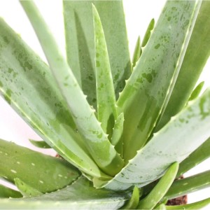 aloe vera gel wunden Aloe Vera Gel 200 ml – 98,3 % reiner Saft, Naturkosmetik, kühlende Aft –  Biomond main image 0