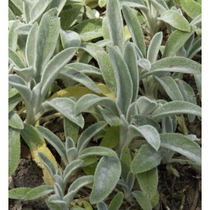 Nahaufnahme der Wollziest Staude Helen von Stein (Stachys byzantina) mit silbrig-grünen Blättern.