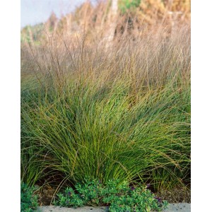 Carex Testacea Prairie Fire Gras mit orange-braunen Blättern im 9x9 cm Topf.