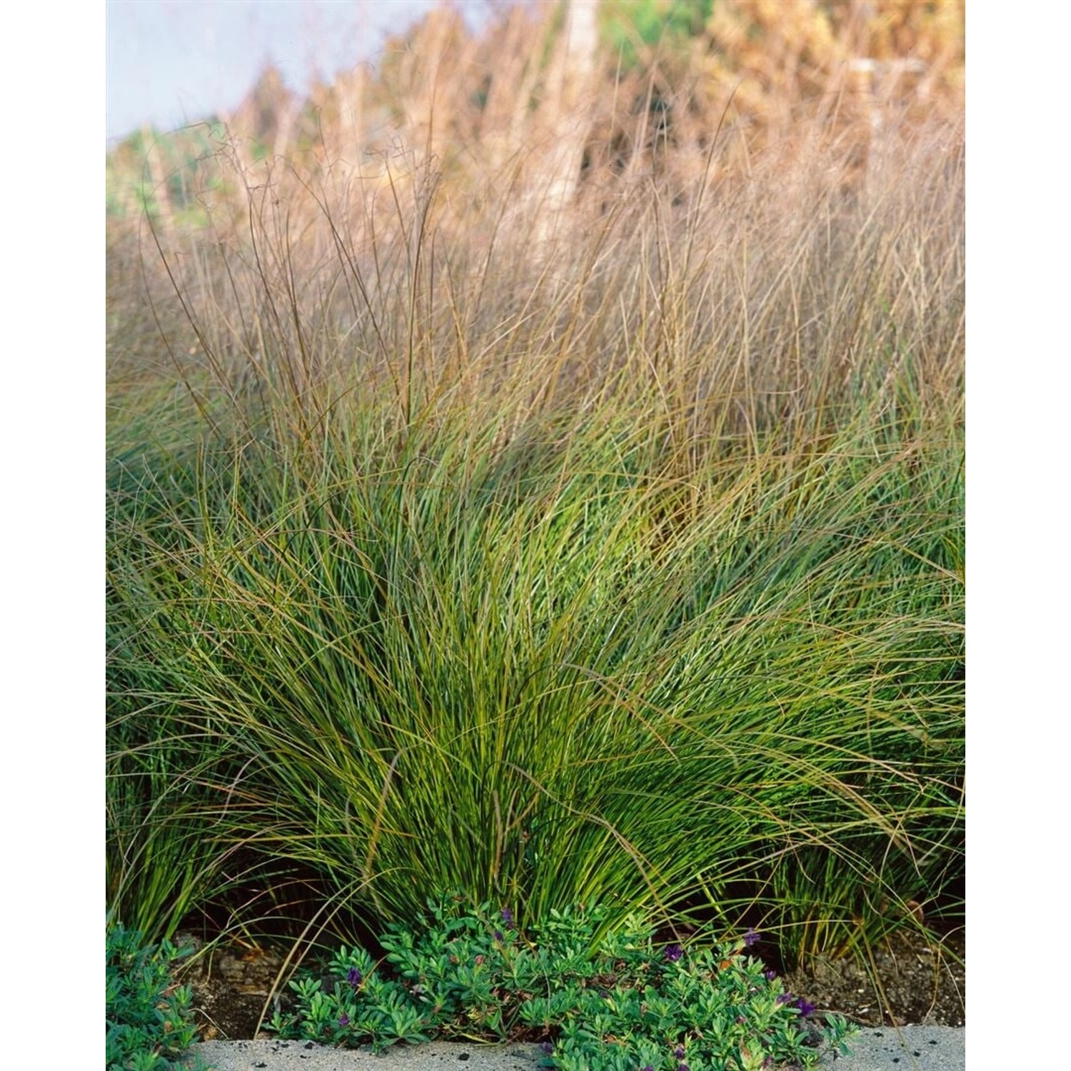 Carex Testacea Prairie Fire Orange-Braun Ca. 9X9 cm Topf günstig online kaufen
