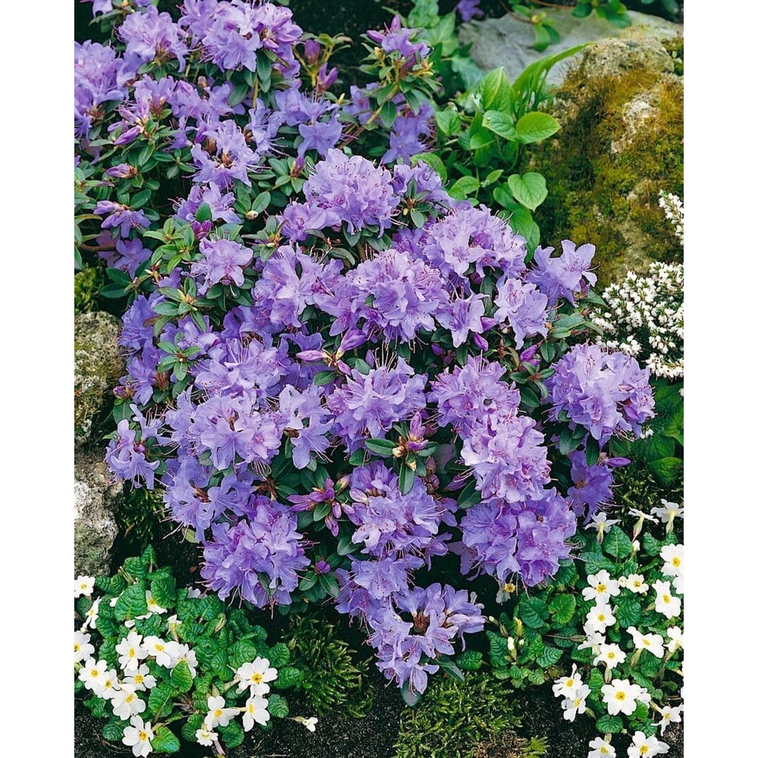 Rhododendron Calostrotum Enrico Rosa Blüten 20–25 cm günstig online kaufen