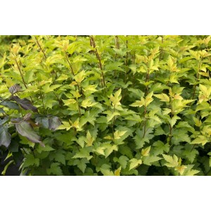 Goldgelbe Blasenspiere 'Nugget', 40-60 cm hoch, im Beet. Strauch mit leuchtenden Blättern.