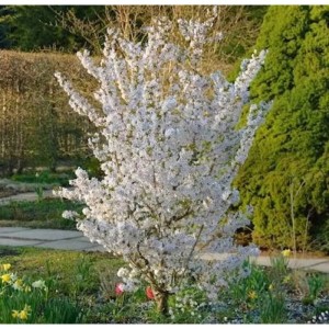 Schlanke Blütenkirsche 'Spire' (Prunus hillieri) mit weißen Blüten im Garten.