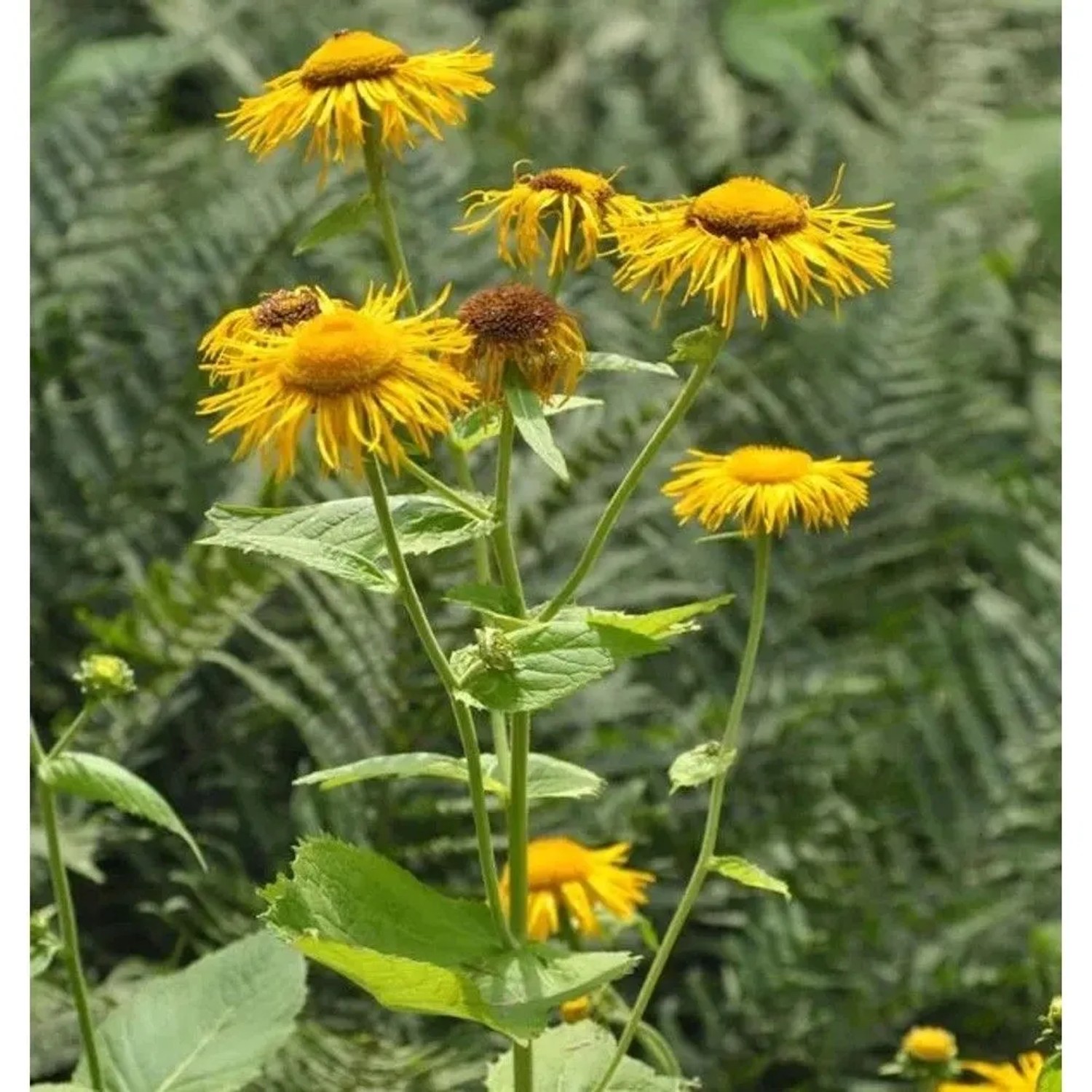 Großblumige Scheinaster - Telekia speciosa