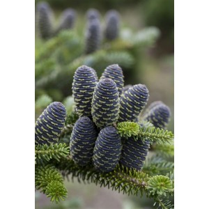 Koreanische Tanne (Abies Koreana) Sämling mit violetten Zapfen auf grünen Zweigen.