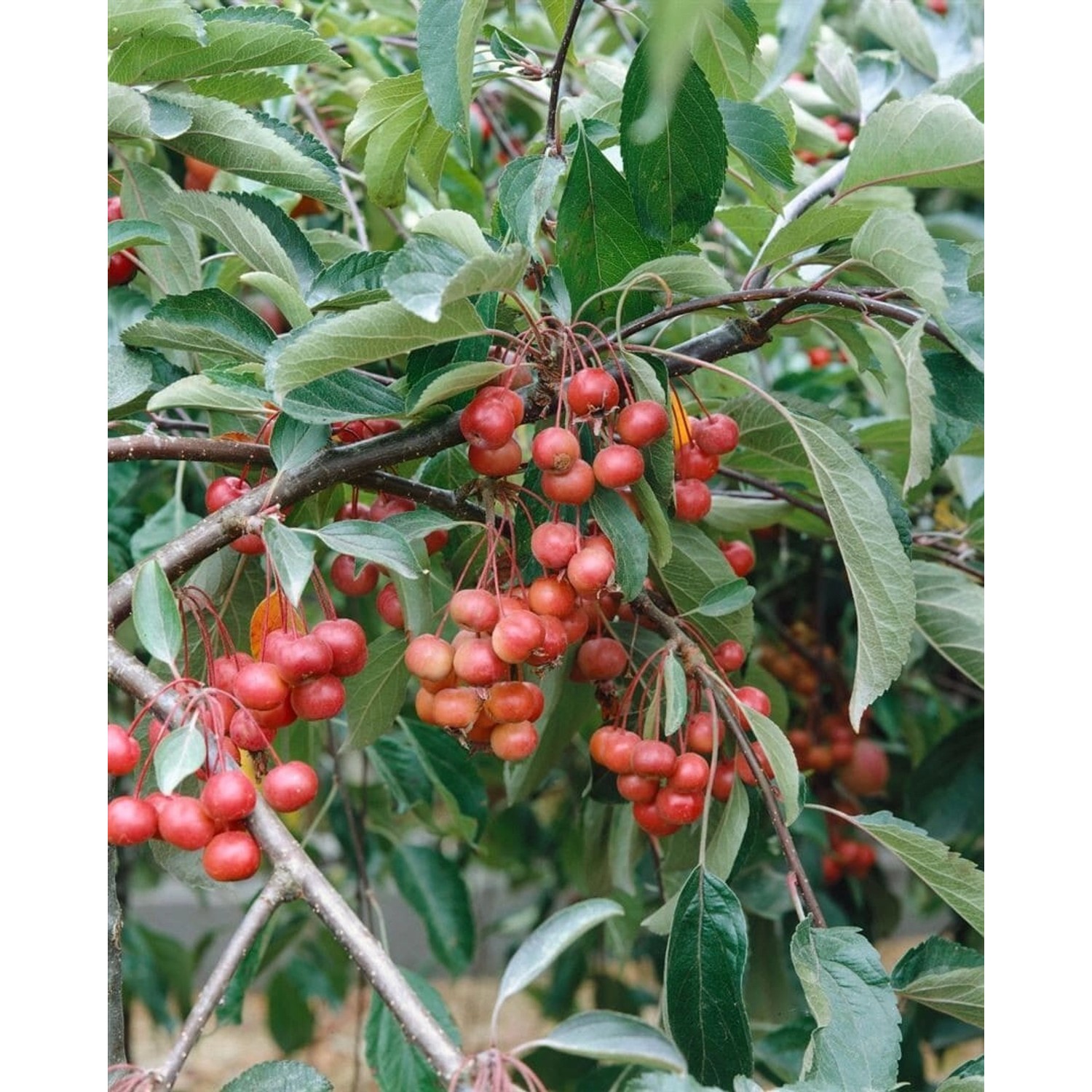 Malus Red Juvel Zierapfel 60–80 cm günstig online kaufen