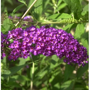 Nahaufnahme des Zwerg Sommerflieder Purple Chip mit leuchtend violetten Blüten.