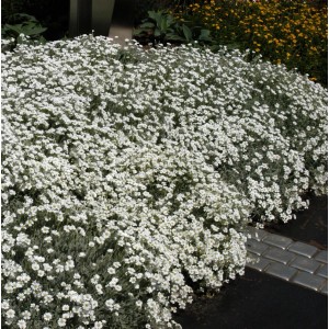 Filziges Hornkraut (Cerastium tomentosum) als Bodendecker mit weißen Blüten im Garten.