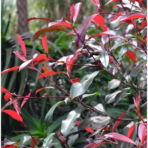 Glanzmispel Red Select mit roten und grünen Blättern, Strauch im Garten.