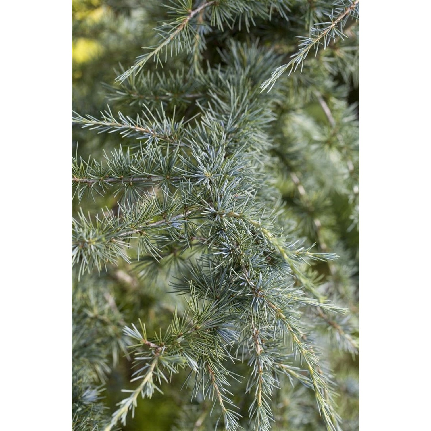 Cedrus Deodara Himalaya-Zeder 80–100 cm günstig online kaufen