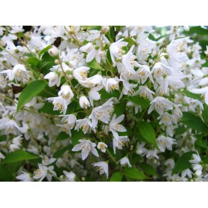 Detailaufnahme des blühenden Maiblumenstrauchs (Deutzia Gracilis) mit weißen Blüten.