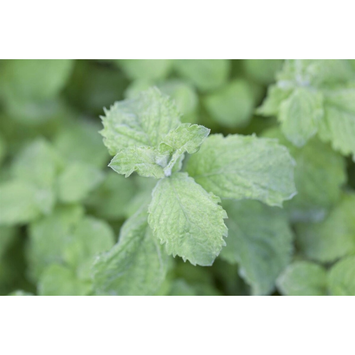 Nahaufnahme der grünen Blätter der Mojito Minze (Mentha sp.) im Topf.