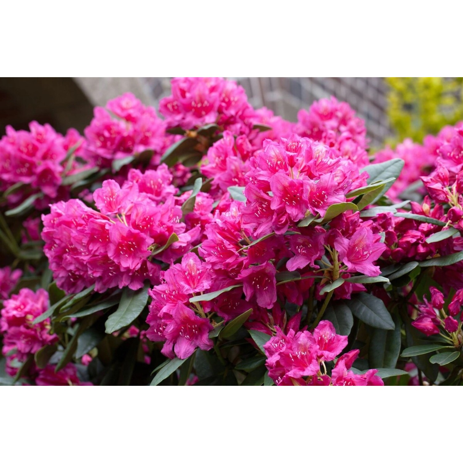 Rhododendron Hybr. Dr. H. C. Dresselhuys Rot 30–40 cm günstig online kaufen