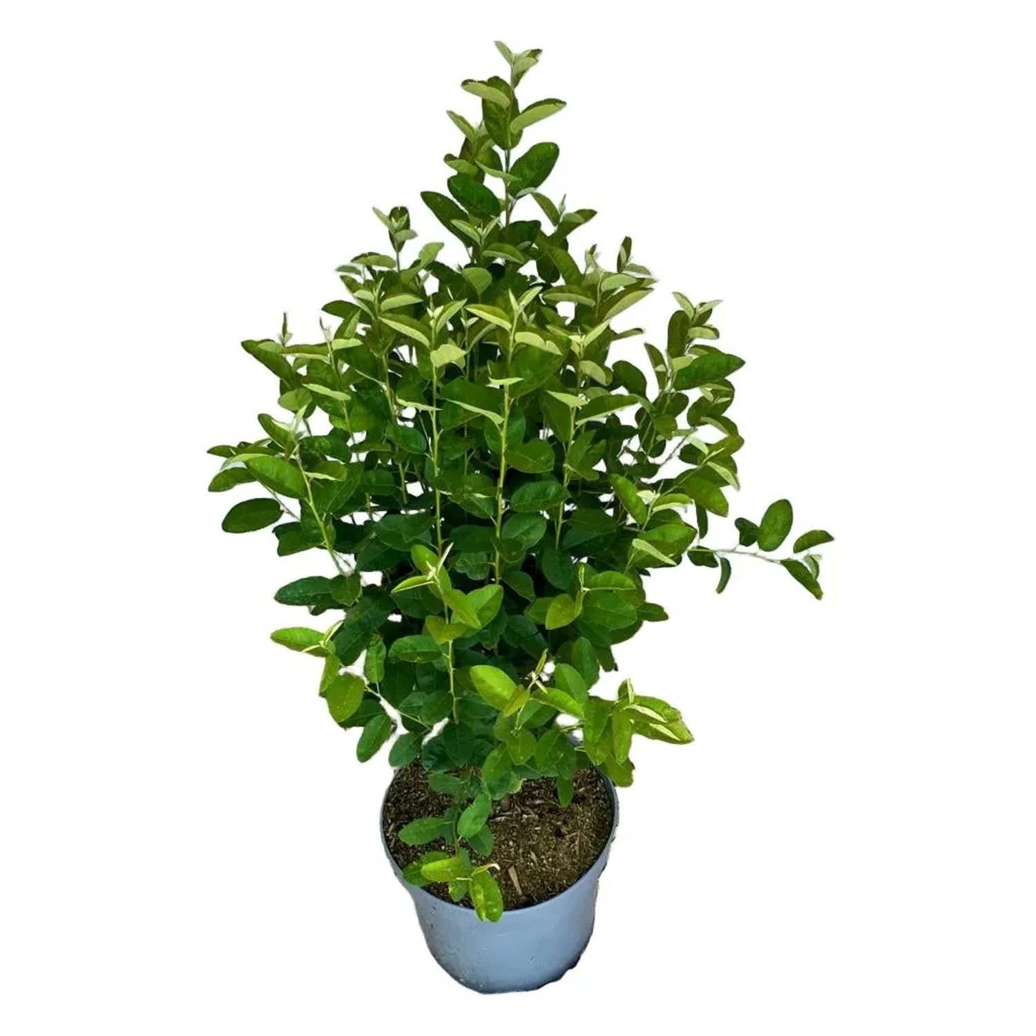 Baumfink Felsenbirne Rainbow Pillar als Topfpflanze 40-60cm