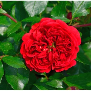 Leuchtend rote Hochstamm Rose 'Out of Rosenheim' mit grünen Blättern.