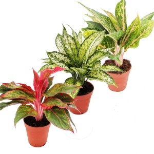 Exotenherz Kolbenfaden Set, 3 bunte Aglaonema Pflanzen im 12cm Topf.