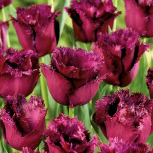 Nahaufnahme von purpurroten, gefransten Tulpen der Sorte 'Gorilla Purple' von GROW by OBI.