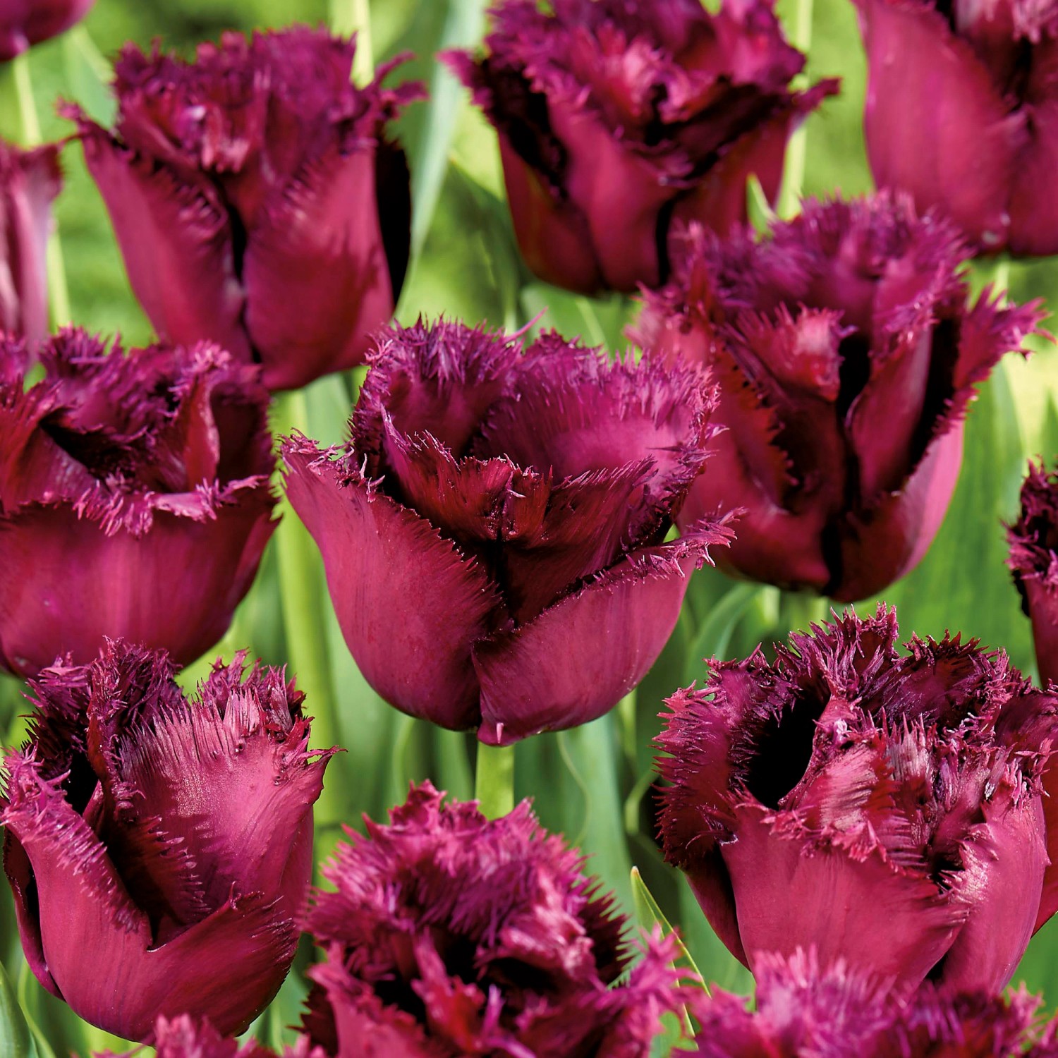GROW by OBI Tulpe Gorilla Purple 5 Stück Tulipa fringed Gorilla günstig online kaufen