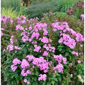 Rosa Flammenblume 'Herbstwalzer' (Phlox paniculata) im Gartenbeet.