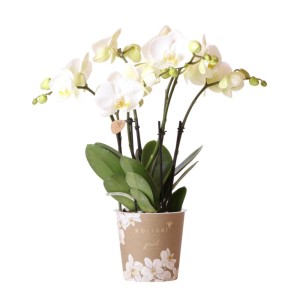 Weiße Kolibri Orchidee Phalaenopsis Jewel im 12cm Topf.