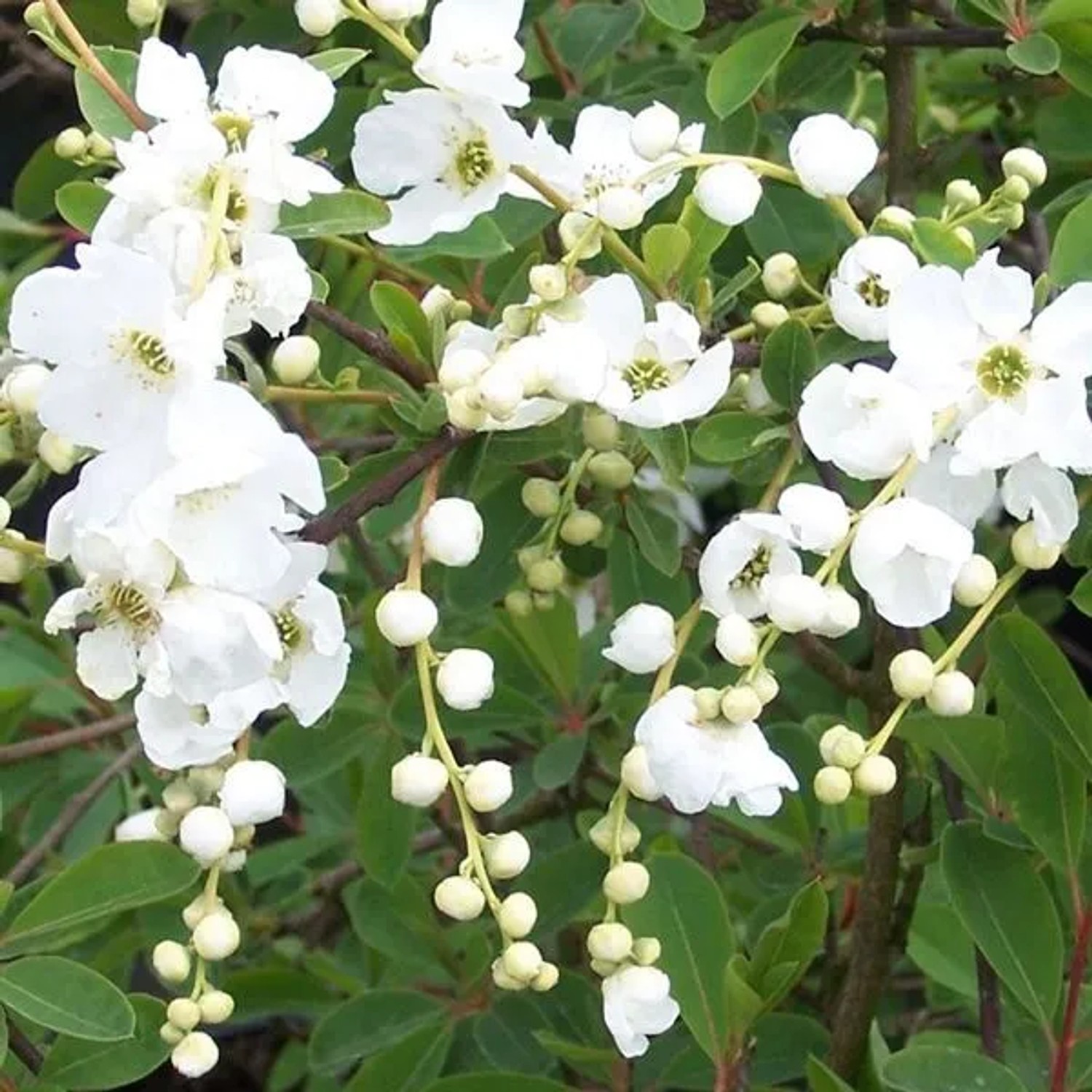 arborix Prunkspiere 'The Bride' Exochorda 50 Bis 60 Cm Im Container Weiße Blüten