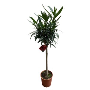 GROW by OBI Oleander Stamm, rote Sorte im Topf, ca. 20cm Topf-Ø. Blühende Kübelpflanze.