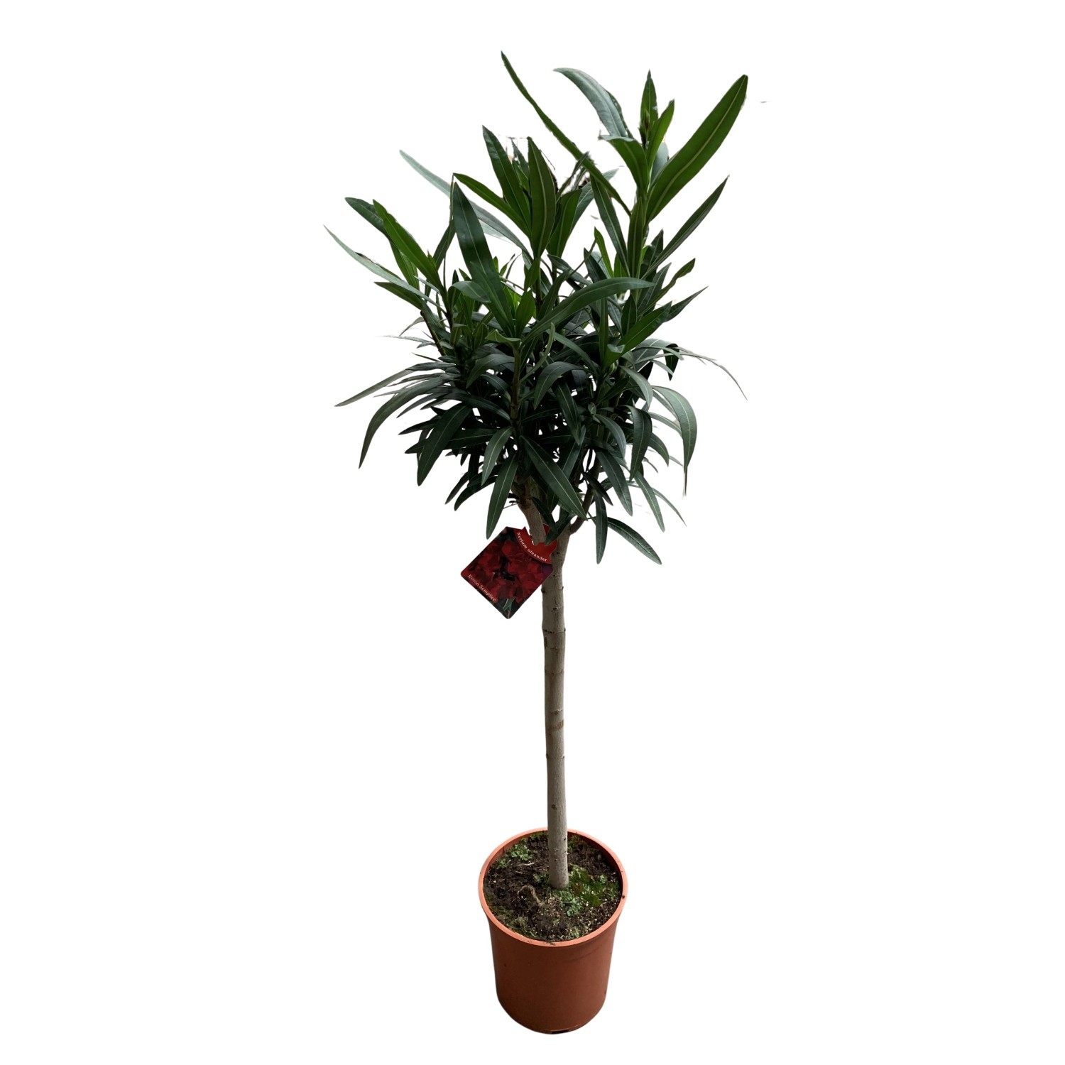 GROW by OBI Oleander Stamm Rot Topf-Ø ca. 20 cm Nerium günstig online kaufen