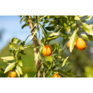 Zitrusbaum mit reifen, orangefarbenen Früchten. GROW by OBI Zitrusdünger für gesundes Wachstum.