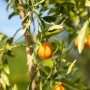 Zitrusbaum mit reifen, orangefarbenen Früchten. GROW by OBI Zitrusdünger für gesundes Wachstum.