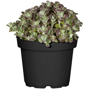 GROW by OBI Fetthenne im Topf, ca. 13 cm. Sedum mit grün-rötlichen Blättern im schwarzen Topf.