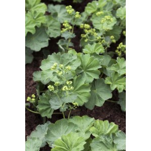 Detailaufnahme des Weichen Frauenmantels (Alchemilla Mollis) im 9x9 cm Topf. Grüne Blätter und gelbgrüne Blüten.