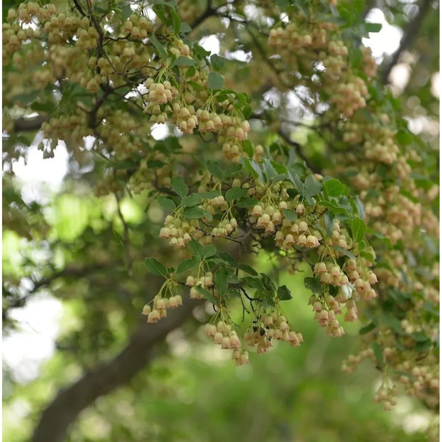 Prachtglocke Prettycoat 30-40cm - Enkianthus campanulatus