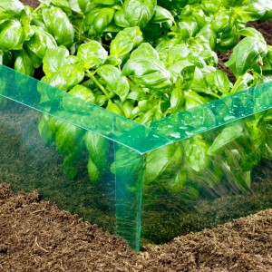 Windhager Schneckenbarriere Flex schützt Basilikum im Beet vor Schnecken.