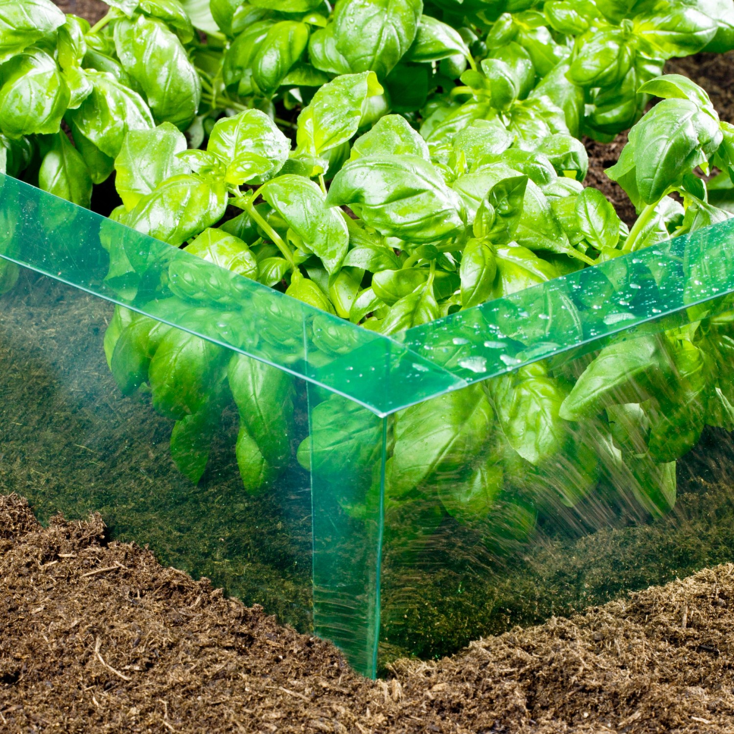 Windhager Schneckenbarriere Flex schützt Basilikum im Beet vor Schnecken.