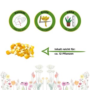 Samen von Zuckermais Golden Bantam: Aussaat, Erntezeit und Pflanzenhöhe als Icons dargestellt.