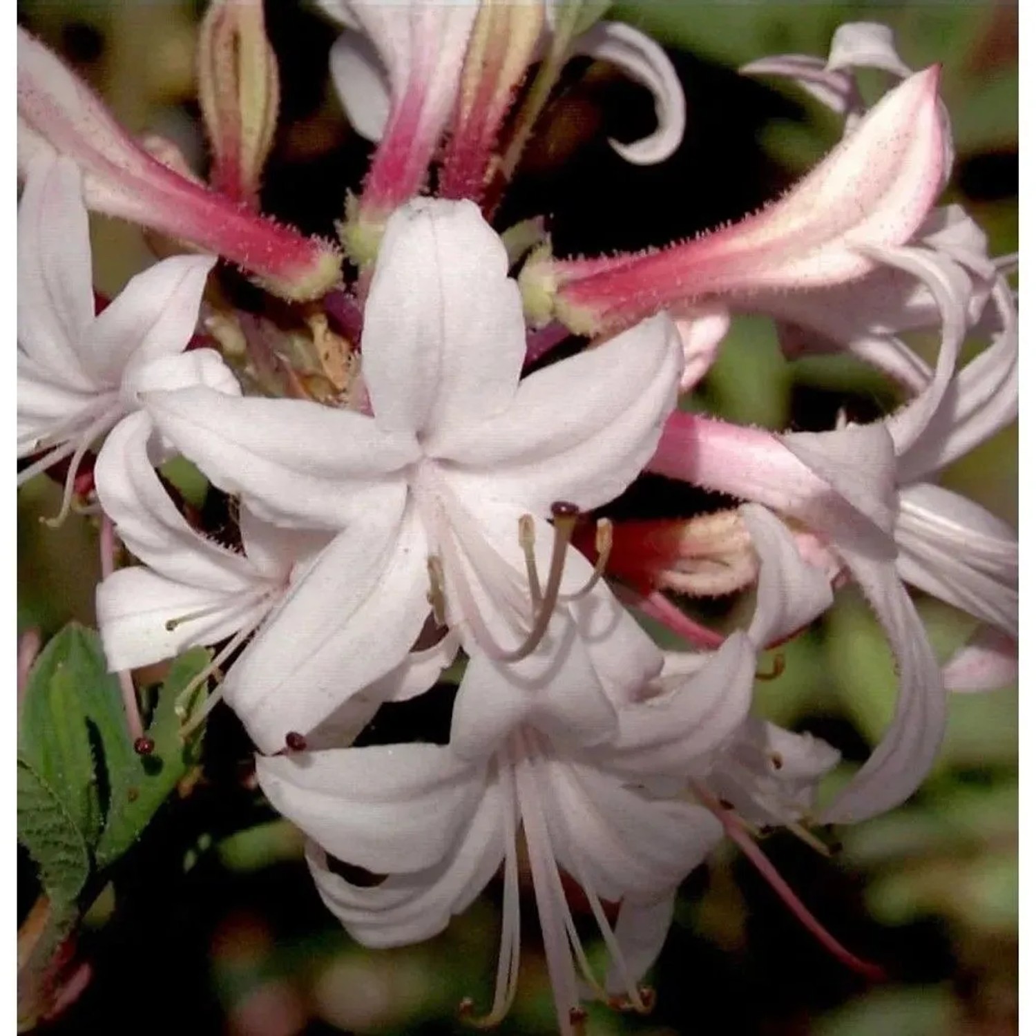 Küsten Azalee 40-50cm - Rhododendron atlanticum