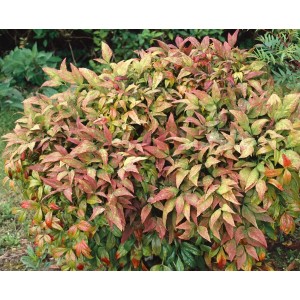 Buschiger Himmelsbambus 'Blush Pink' mit rosa-grünem Laub, 60-80 cm hoch.