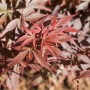 Nahaufnahme des roten Laubs vom Acer Palmatum Skeeters Broom Japanischen Ahorn.