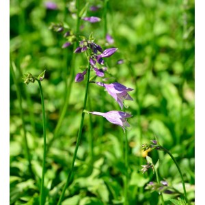 Blühende Mini Funkie (Hosta minima) mit lila Blüten im Garten.