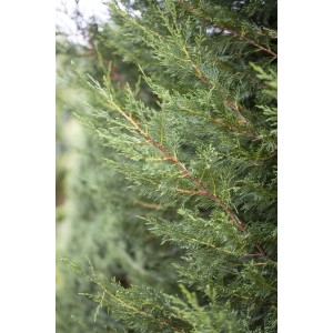 Detailaufnahme einer grünen Cupressocyparis leylandii 'Typ 2001' Heckenpflanze.