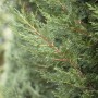 Detailaufnahme einer grünen Cupressocyparis leylandii 'Typ 2001' Heckenpflanze.
